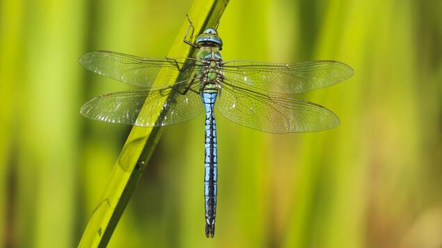 Photo d'un Anax Impérator