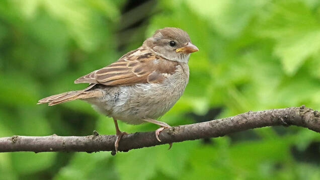 Photo d'un Moineau domestique