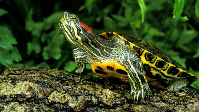Photo d'une tortue de Floride