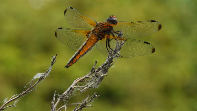 Photo d'une libellule fauve marron
