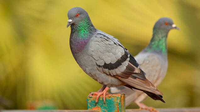 Photo de deux Pigeon biset