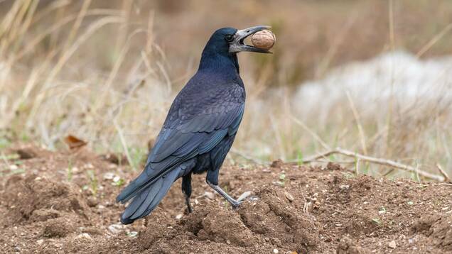 Photo d'un Corbeau Freux